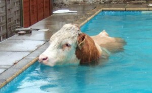 Cow in swimming pool